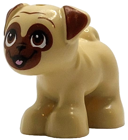 Dog, Friends, Pug, Standing with Reddish Brown Muzzle, Ears and Eyes Looking Up and Bright Pink Tongue Pattern